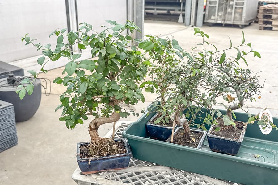 4 Bonsai Bäume